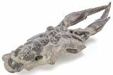 Fossil Mud Lobster (Thalassina) - Indonesia #241907-7